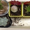 百均の植物を購入して、処置に迷ったので放置したら、それなりに育ってくれた