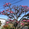 浜ちゃん日記     紅白梅と 心の安らぎ