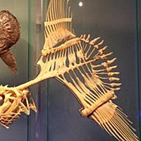 すぐ死んでしまうん とは ウェブの人気 最新記事を集めました はてな