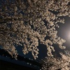 #53  夜桜ってハナシ。