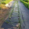 ニンニクは順調に育ってくれてます