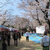 亥鼻公園でお花見♪（千葉城さくら祭り・千葉市中央区亥鼻）