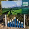 <静岡県富士市>もう1つの茶畑×富士山スポット！今宮の茶畑