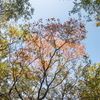 11/28（火）くもり時々はれ、のち曇り一時雨