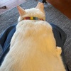 くつろぐムーさん。