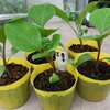 茄子、大きいビニポットへ移植しました。