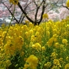 河津桜と菜の花が満開！