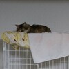 ケージの天辺で眠る猫