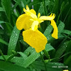 キショウブ Iris pseudacorus