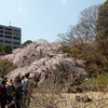 小石川後楽園のしだれ桜