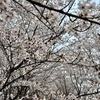 花見とお出かけ！桜満開の中思い出作り。