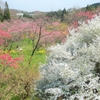 花めぐりシリーズ： ラ・スカイファーム ④（広島県世羅郡世羅町）