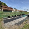 夏野菜の定植