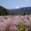 奥飛騨温泉郷 平湯温泉で5月に桜が満開！ ひらゆさくらを見た