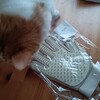 猫のグローブ。