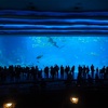 5つのギネス記録！中国の珠海市にある世界一の水族館「長隆海洋王国」に行ってみた
