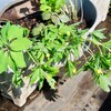 「佐久の季節便り」、「キタアカリ」種芋を植え付けました。