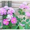 ミニ薔薇とネジバナ