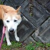 老犬ホームあん｜新人さん トップ＾＾