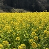 菜の花畑を見に行ってきました(^^)　横浜市旭区「追分市民の森」へ