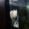 ドジョウの産卵☆