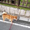 穴あき尻尾に毛が生えてきた