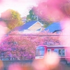 ♪春色の汽車に乗って♪海にってね／三浦海岸桜まつり会場にて