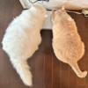 私の心を支えるパートニャーのご紹介