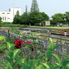 実走！名古屋RUNコース 25「荒子川公園」。
