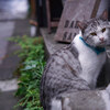 「神楽坂に行こう♪_＃３_ねこの郵便局」_撮影特訓編