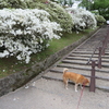 千秋公園のつつじ