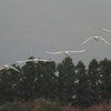 瓢湖の白鳥　秋田（金足）の白鳥