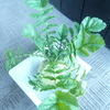 DIY時々ガーデニング②