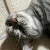 みーちゃんのヒゲは短い？
