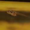 ベタの繁殖（2020/10/01）稚魚期　孵化後6日目　Beta splendens breeding.Juvenile fish