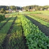 今週の野菜