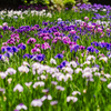 多彩な花しょうぶ：頼成の森