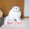 ポムさんが猫のことわざをやってみた！