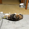 以前は避難訓練と呼んでいました。