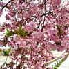 【京都の河津桜🌸巡り】お手軽に行ける早咲きの河津桜スポット🌸🌸🌸