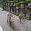 明日を生きる多発性骨髄腫患者の日常176　奈良のシカを見て思うこと