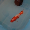 自分の意志で浮いてる金魚なのか