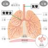   【基礎から学ぶ】下気道（気管・気管支）【解剖生理学】