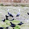 放鳥の２羽舞い戻る八代盆地