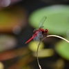 色んな風景～トンボの一休み～