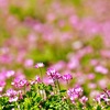 春の川辺は・・・🌸🌼🐤