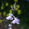 春の草花たち 2018 4/2