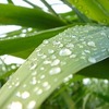 公園の今は雨