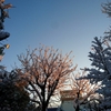 七草粥と雪景色