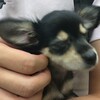 ダックスフントとチワワのミックス犬のチワックスを飼うことになりました！